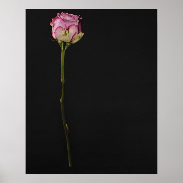 Pink rose 3 poster (Front)