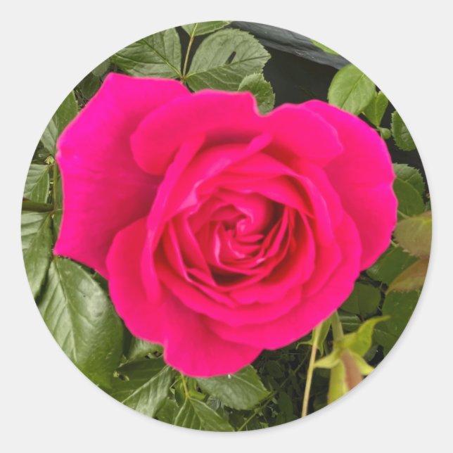 Pink Rose#4 Classic Round Sticker (Front)