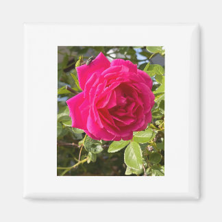Pink Rose and a Fly Magnet