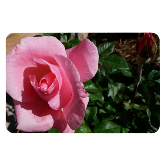 Pink Rose and Bud Garden Floral Magnet (Horizontal)