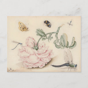 Pink Rose and Insects - 17th C. Fine Art Postcard