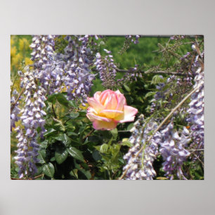 Pink Rose and Purple Wisteria Poster