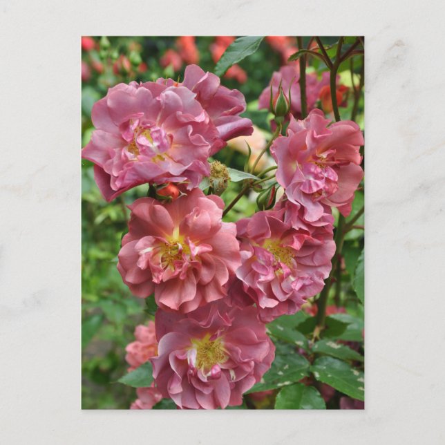 Pink rose beauty postcard (Front)