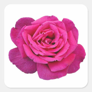 Pink rose beauty   square sticker