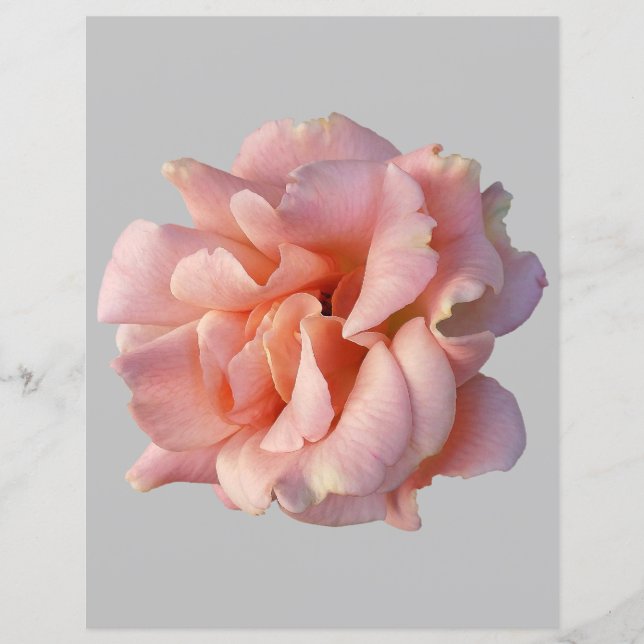 pink rose bloom (Front)