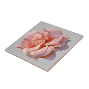 pink rose bloom ceramic tile