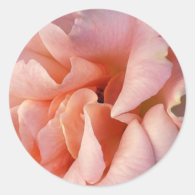 pink rose bloom classic round sticker (Front)