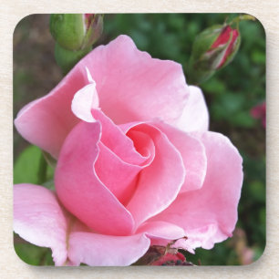 pink rose blooming coaster