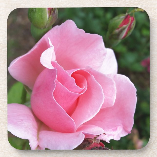pink rose blooming coaster (Front)