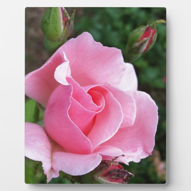 pink rose blooming plaque (Front)