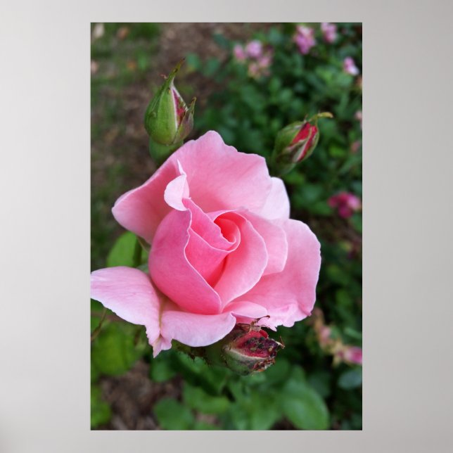 pink rose blooming poster (Front)