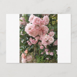 Pink Rose Blossom Floral Photography Postcard