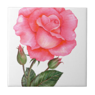 Pink Rose Botanical Illustration Ceramic Tile