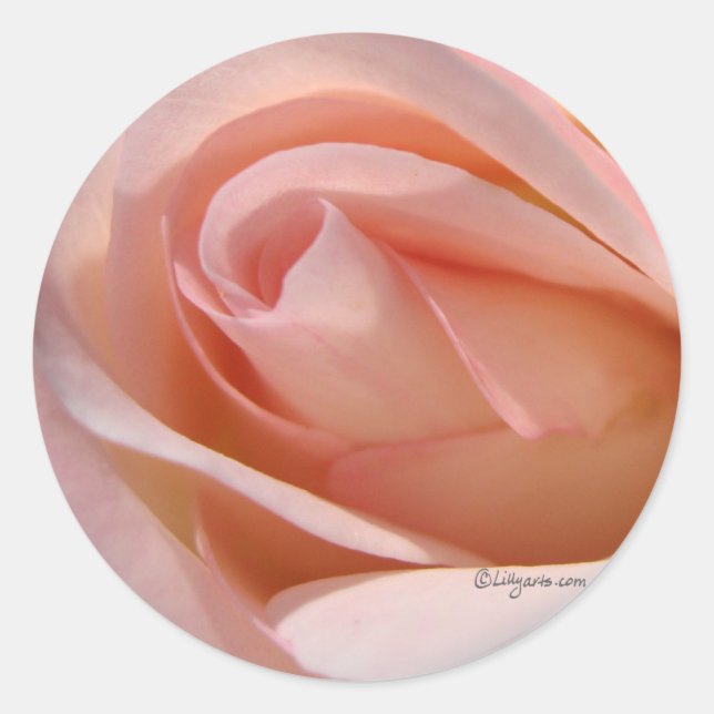 Pink Rose bud curl wedding envelope sticker (Front)