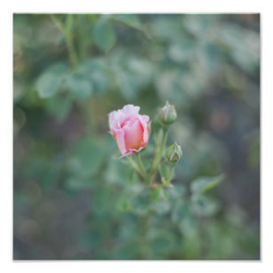 Pink Rose Bud Photo Print