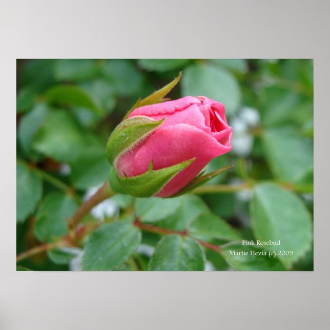 Pink Rose Bud Print - Select Your Frame (Front)