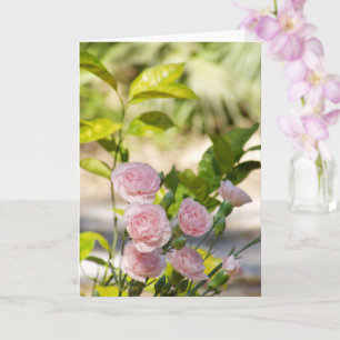 Pink Rose Bush and Green Foliage Card
