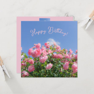 Pink rose bush under blue sky, custom