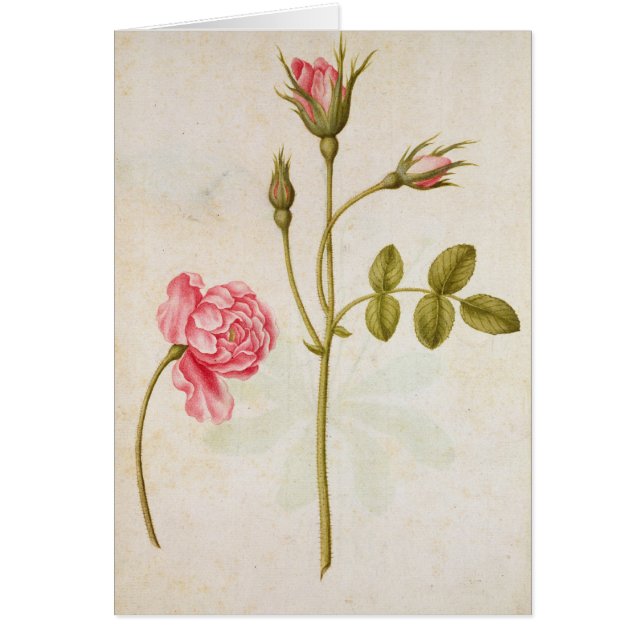 Pink Rose, c.1568 (Front)