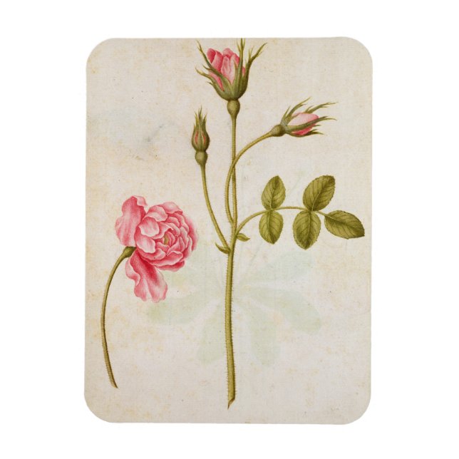 Pink Rose, c.1568 Magnet (Vertical)