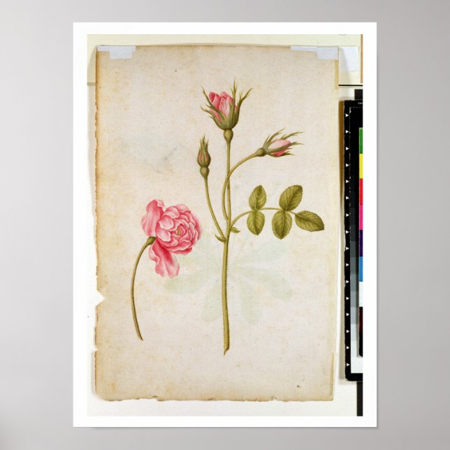 Pink Rose, c.1568 Poster (Front)