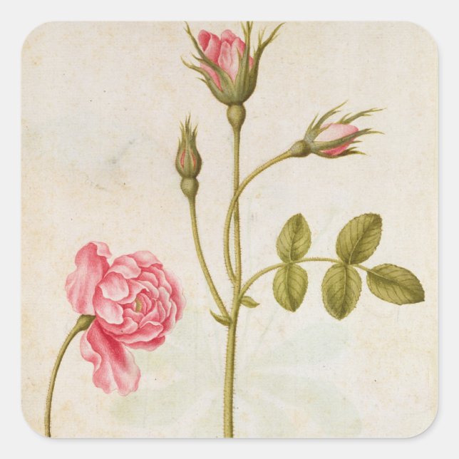 Pink Rose, c.1568 Square Sticker (Front)