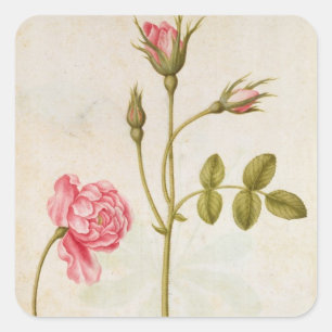 Pink Rose, c.1568 Square Sticker