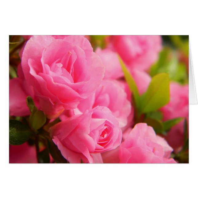 Pink Rose Card (Front Horizontal)