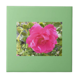 Pink Rose Ceramic Tile