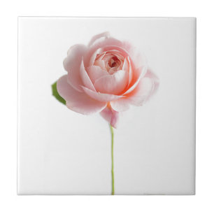 Pink Rose Ceramic Tile