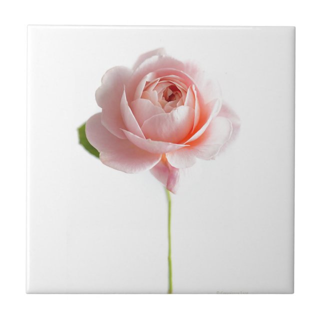 Pink Rose Ceramic Tile (Front)