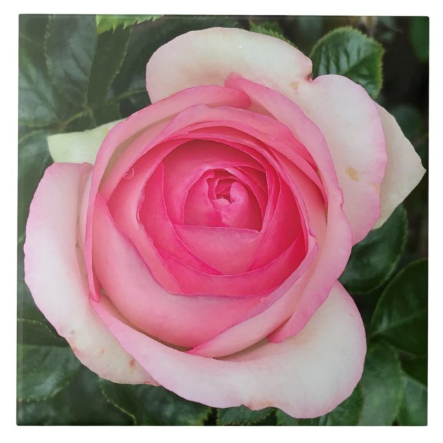 Pink Rose Ceramic Tile (Front)