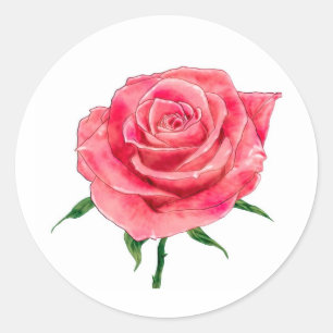 Pink Rose Classic Round Sticker