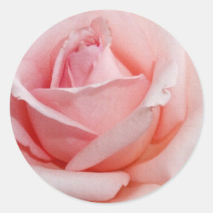 Pink Rose Classic Round Sticker