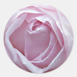 Pink rose classic round sticker
