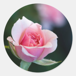Pink rose classic round sticker