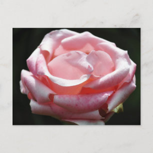 Pink Rose Close-up 2 Postcard