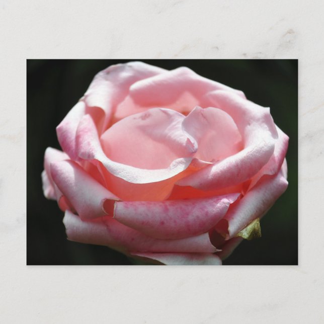Pink Rose Close-up 2 Postcard (Front)