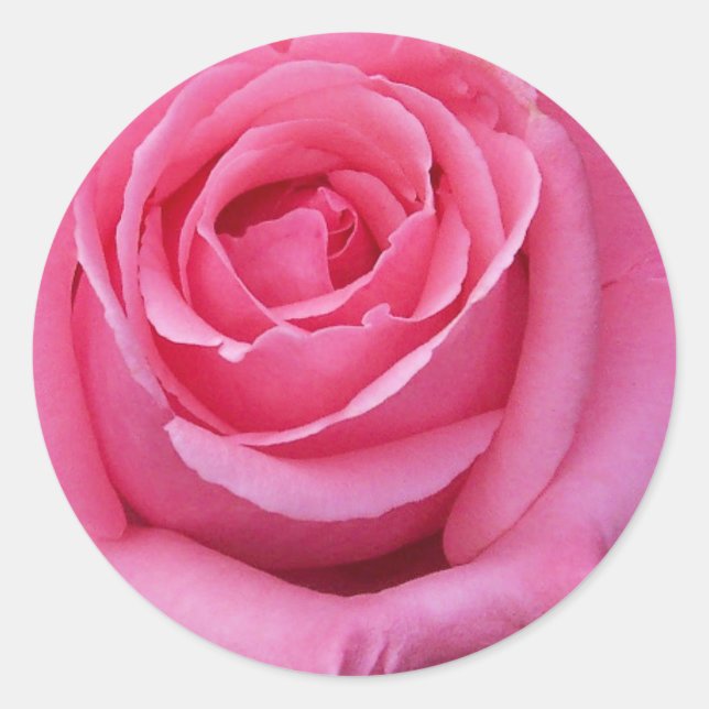 Pink Rose Close-Up Classic Round Sticker (Front)