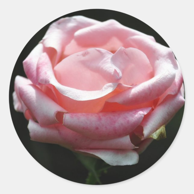 Pink Rose Close-up Classic Round Sticker (Front)