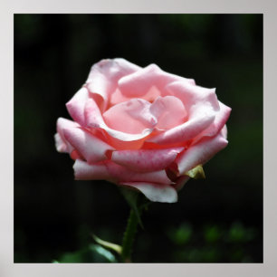 Pink Rose Close-up Poster
