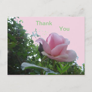 Pink Rose Close Up Thank You Postcard
