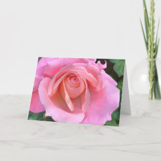 Pink rose closeup card