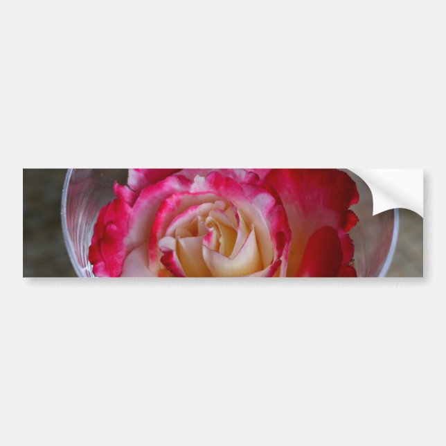 Pink Rose Closeup In Wine Glass Bumper Sticker (Front)