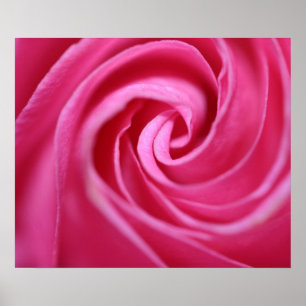 Pink rose closeup poster