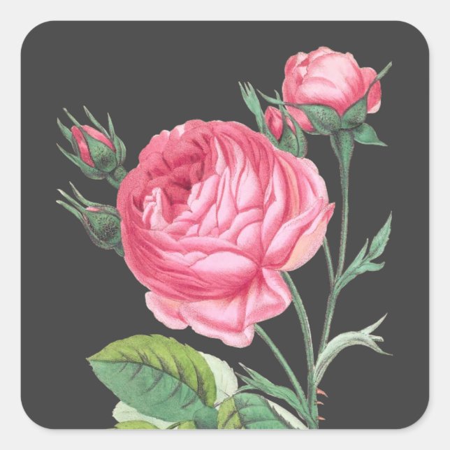 Pink rose floral modern square sticker (Front)