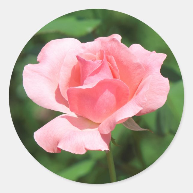 Pink rose flower classic round sticker (Front)