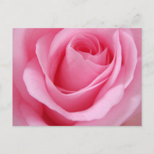 Pink rose flower close up picture postcard