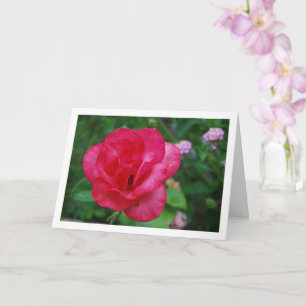 Pink Rose Flower Portrait Card