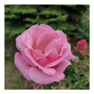 Pink rose flower table lamp poster